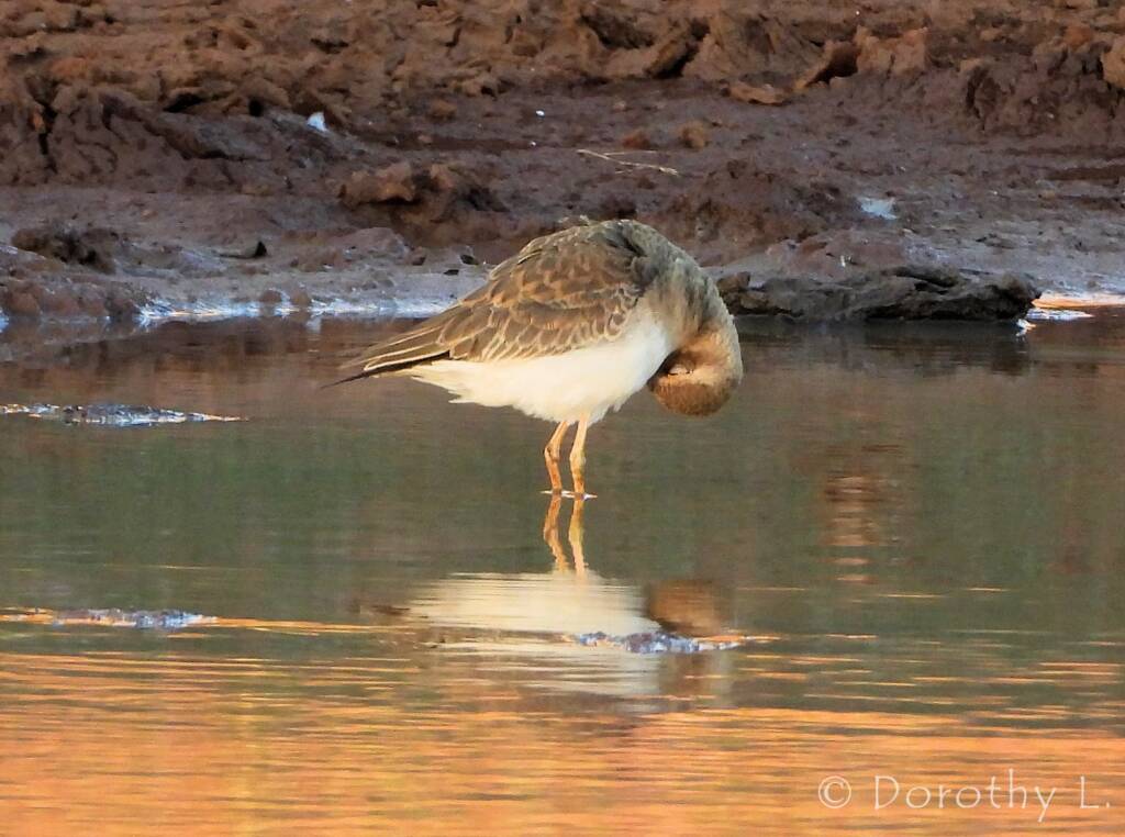 Oriental Plover (Charadrius veredus)