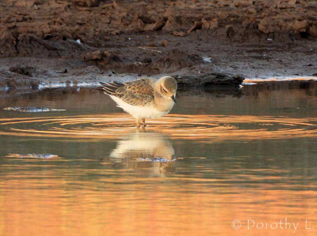 Oriental Plover (Charadrius veredus)