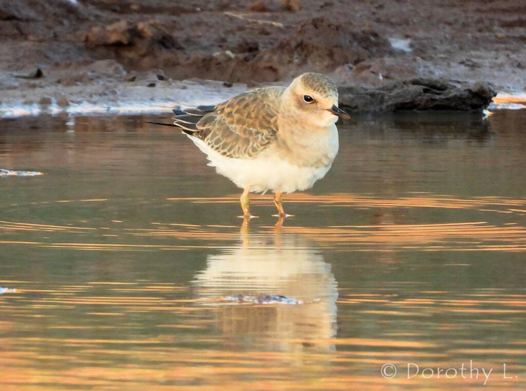 Oriental Plover (Charadrius veredus)