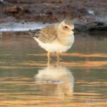Oriental Plover (Charadrius veredus)