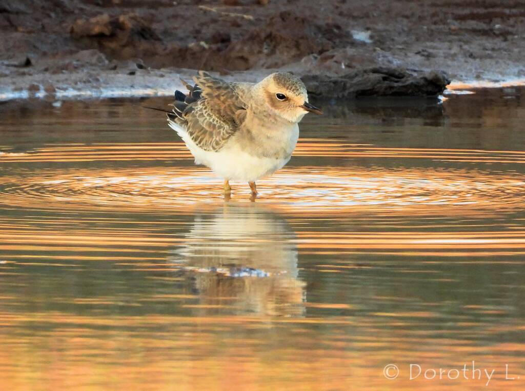 Oriental Plover (Charadrius veredus)
