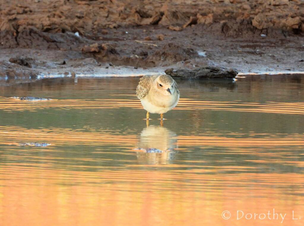 Oriental Plover (Charadrius veredus)