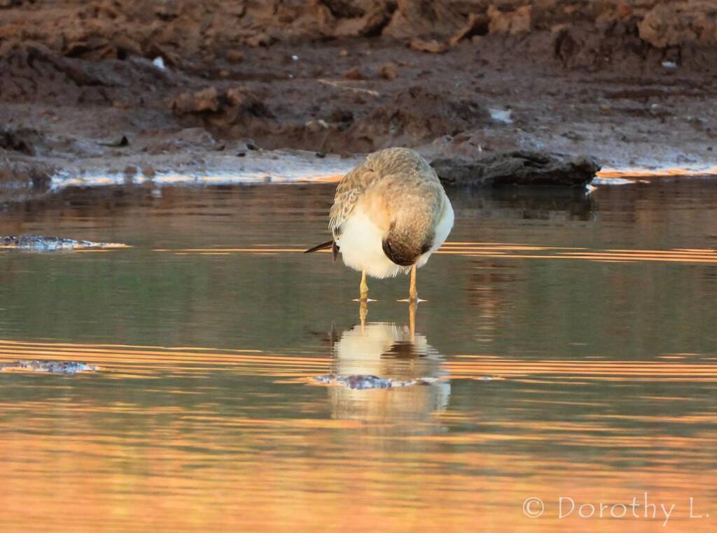Oriental Plover (Charadrius veredus)