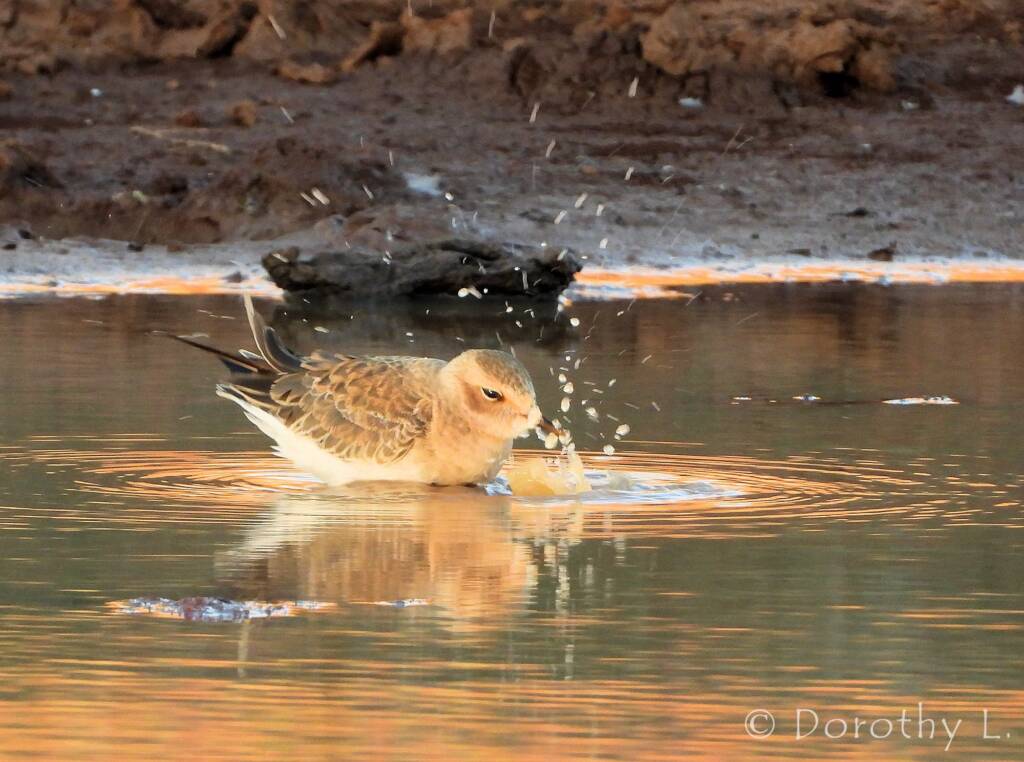 Oriental Plover (Charadrius veredus)