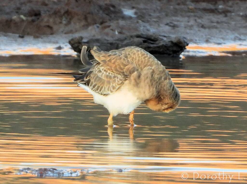 Oriental Plover (Charadrius veredus)