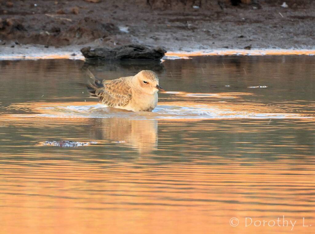 Oriental Plover (Charadrius veredus)