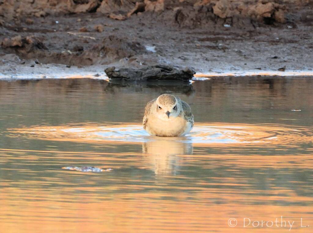Oriental Plover (Charadrius veredus)