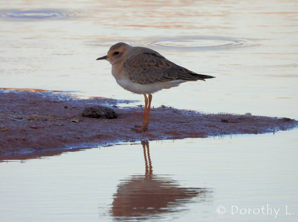 Oriental Plover (Charadrius veredus)