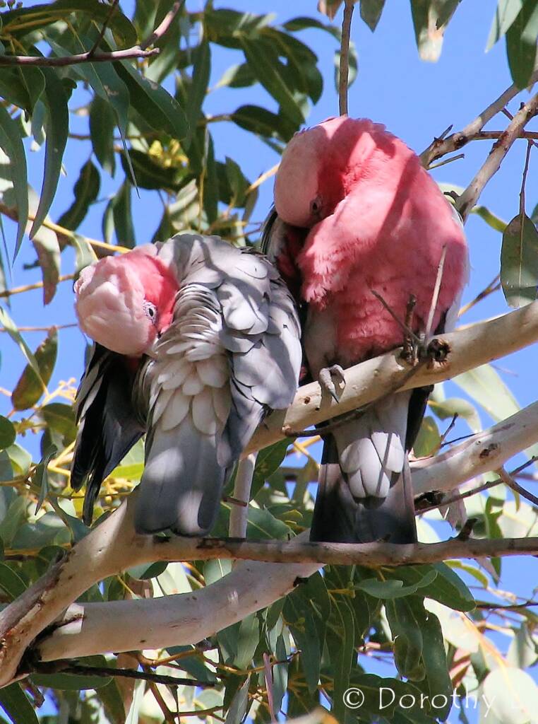 Pair of Galahs (Eolophus roseicapilla)
