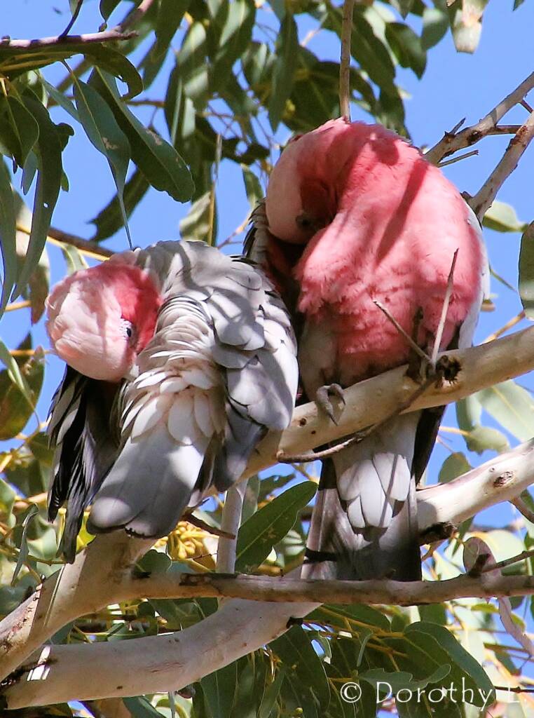 Pair of Galahs (Eolophus roseicapilla)