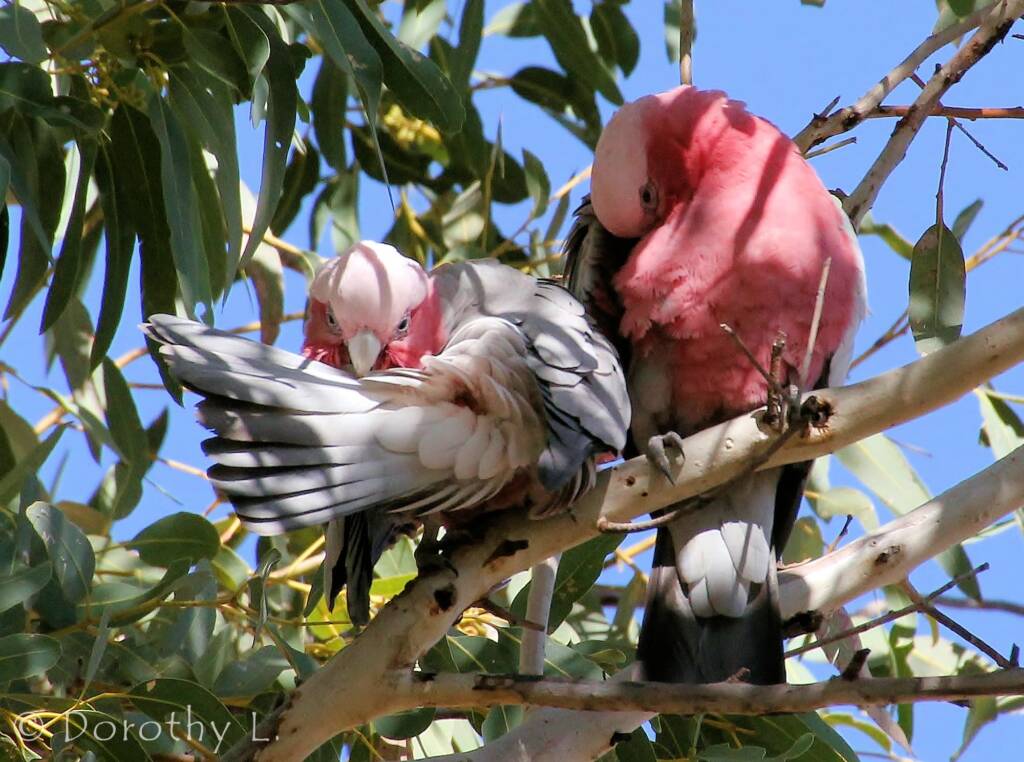 Pair of Galahs (Eolophus roseicapilla)