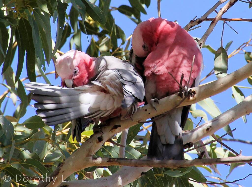 Pair of Galahs (Eolophus roseicapilla)