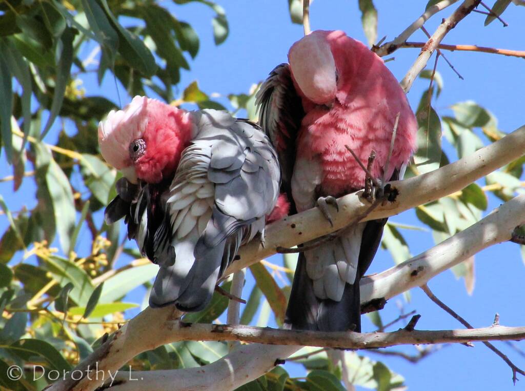 Pair of Galahs (Eolophus roseicapilla)