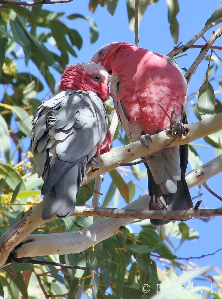 Pair of Galahs (Eolophus roseicapilla)