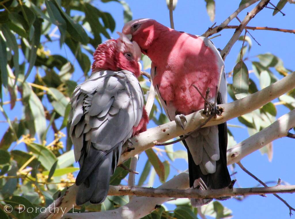 Pair of Galahs (Eolophus roseicapilla)