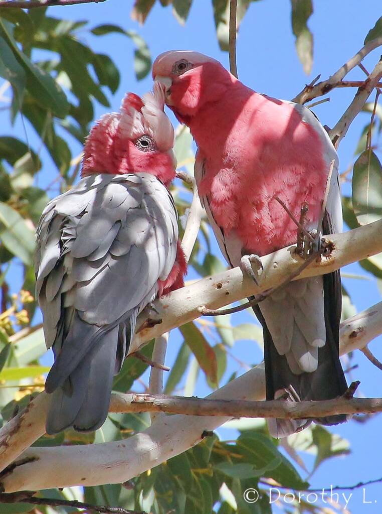 Pair of Galahs (Eolophus roseicapilla)