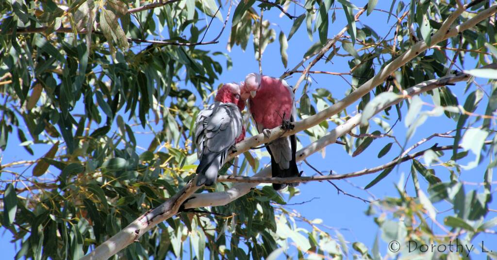 Pair of Galahs (Eolophus roseicapilla)