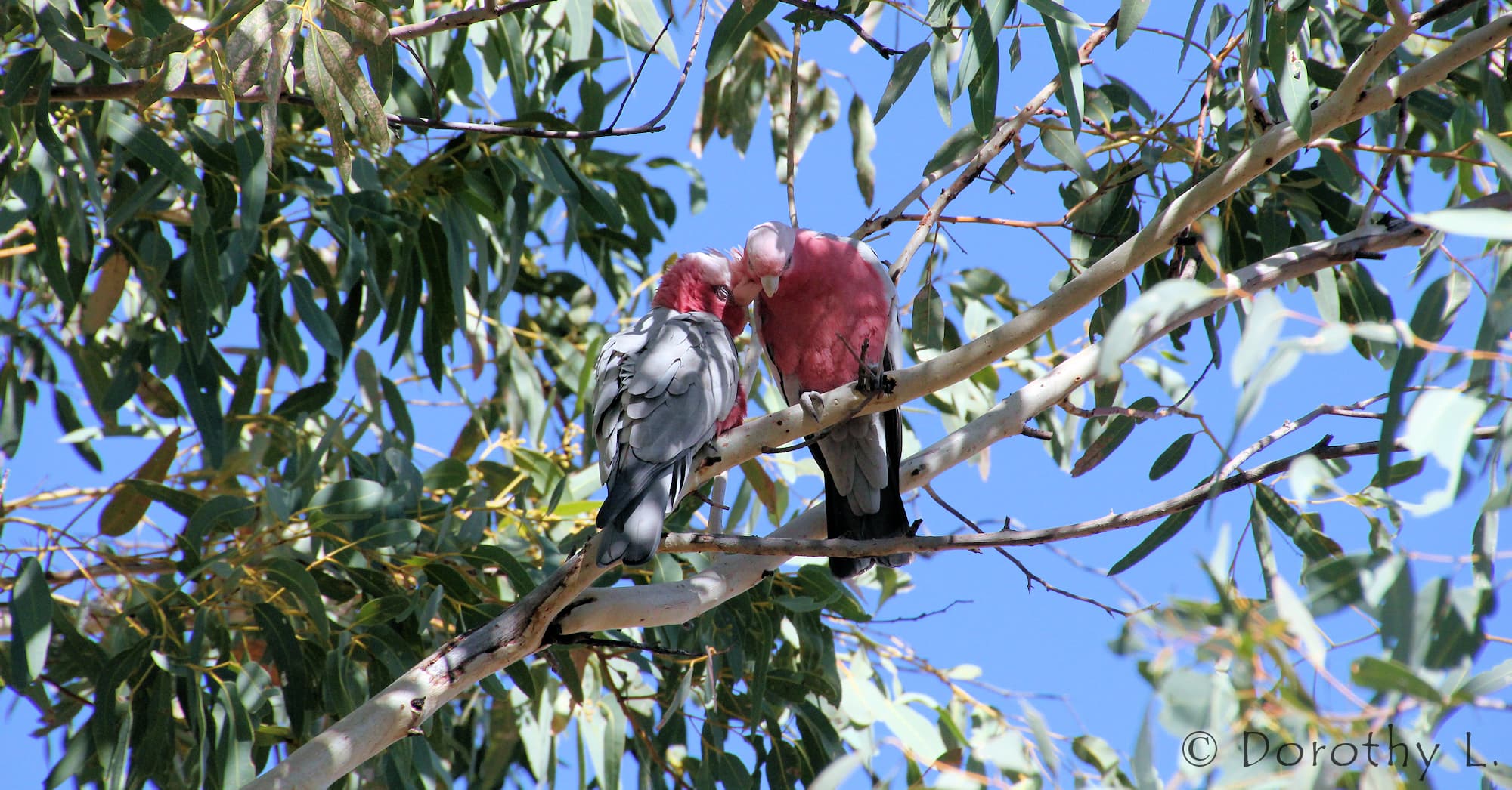 Pair of Galahs (Eolophus roseicapilla)