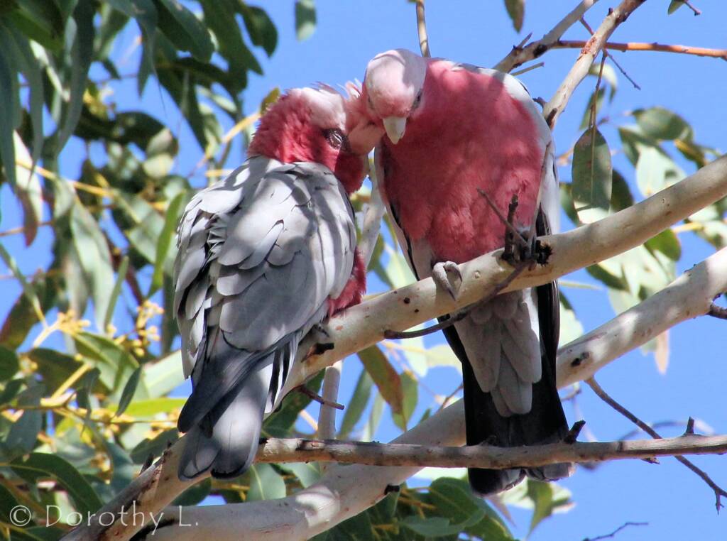 Pair of Galahs (Eolophus roseicapilla)