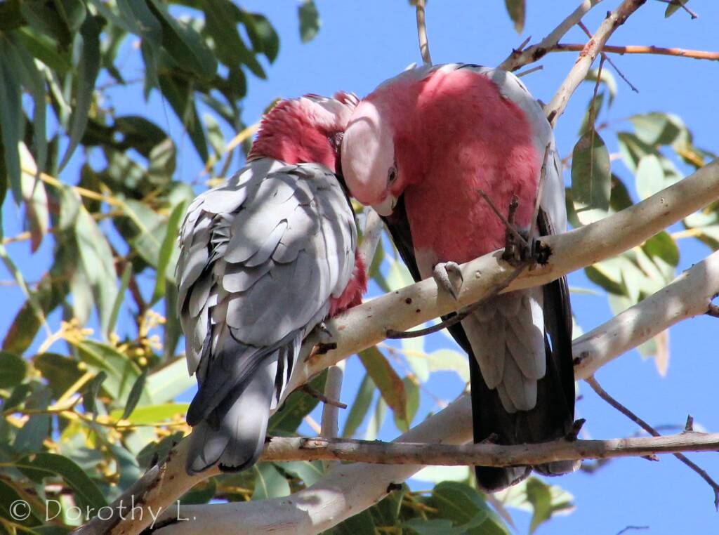 Pair of Galahs (Eolophus roseicapilla)