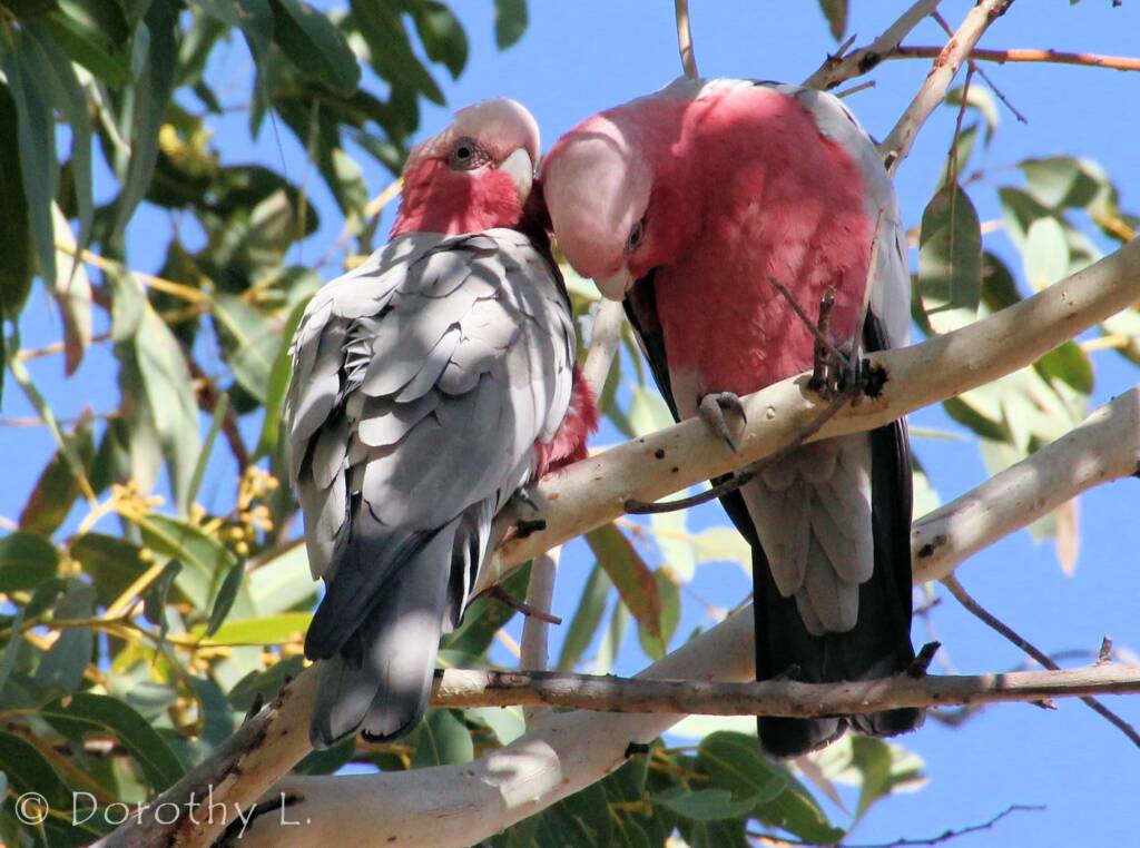 Pair of Galahs (Eolophus roseicapilla)