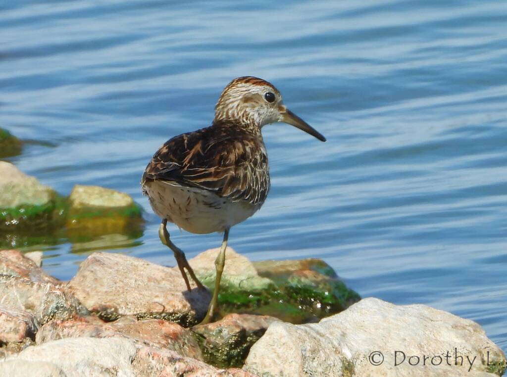 Pectoral Sandpiper (Calidris melanotos)
