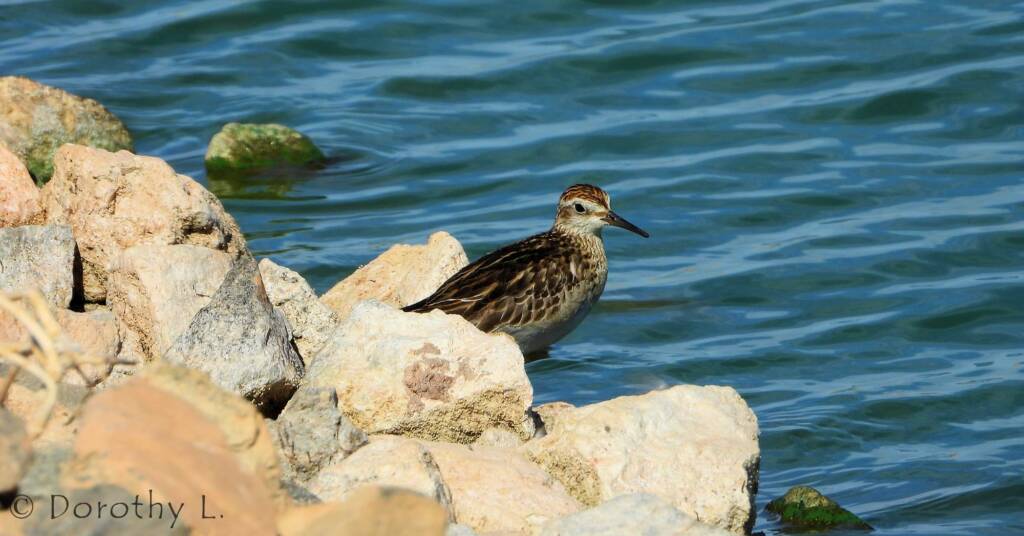 Pectoral Sandpiper (Calidris melanotos)