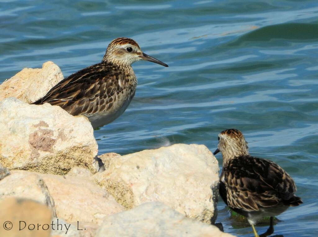 Pectoral Sandpiper (Calidris melanotos)