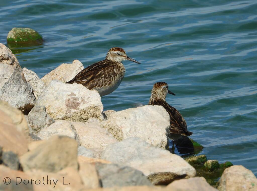 Pectoral Sandpiper (Calidris melanotos)
