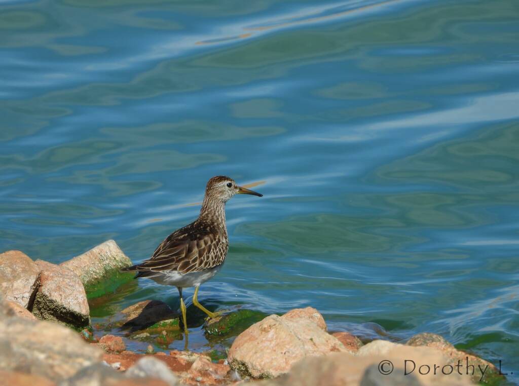 Pectoral Sandpiper (Calidris melanotos)
