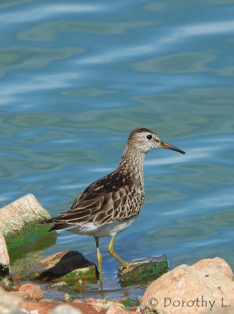 Pectoral Sandpiper (Calidris melanotos)