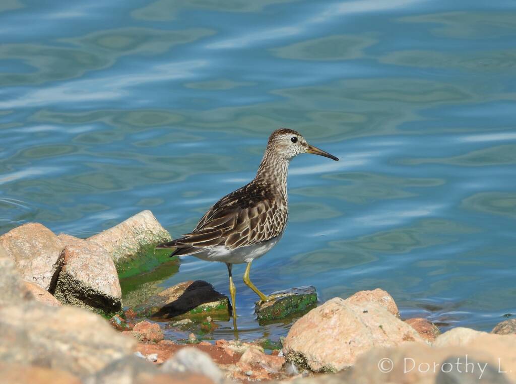 Pectoral Sandpiper (Calidris melanotos)