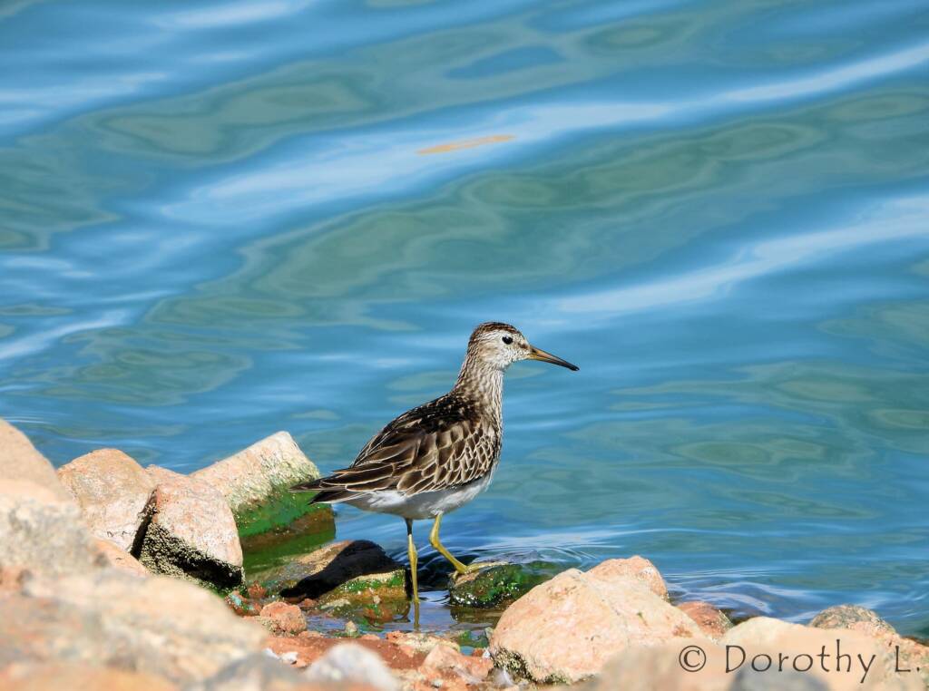 Pectoral Sandpiper (Calidris melanotos)