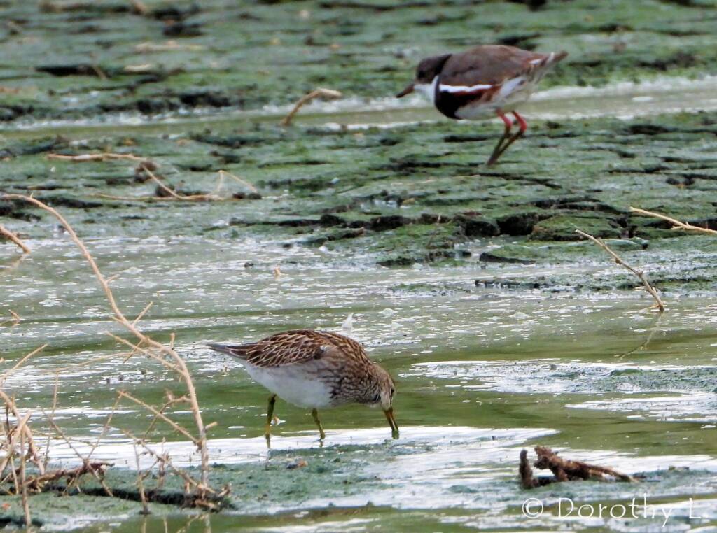 Pectoral Sandpiper (Calidris melanotos)
