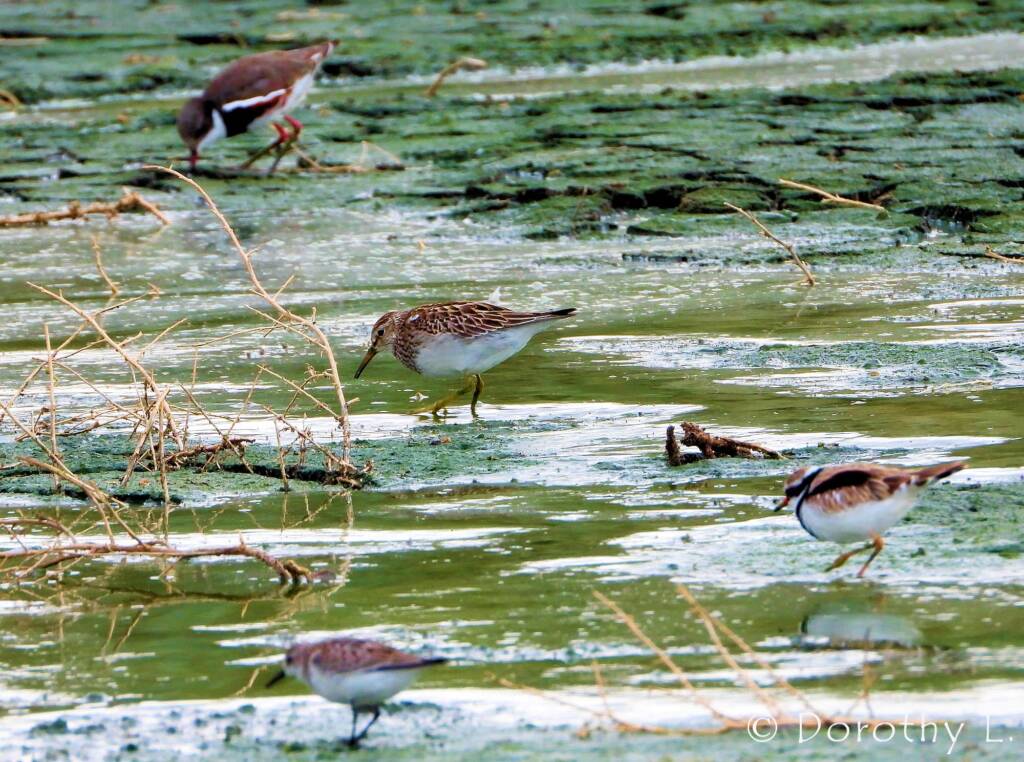 Pectoral Sandpiper (Calidris melanotos)