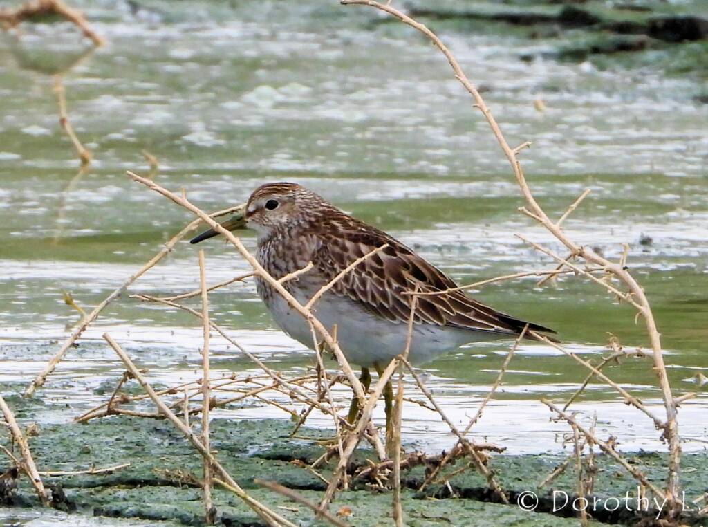 Pectoral Sandpiper (Calidris melanotos)