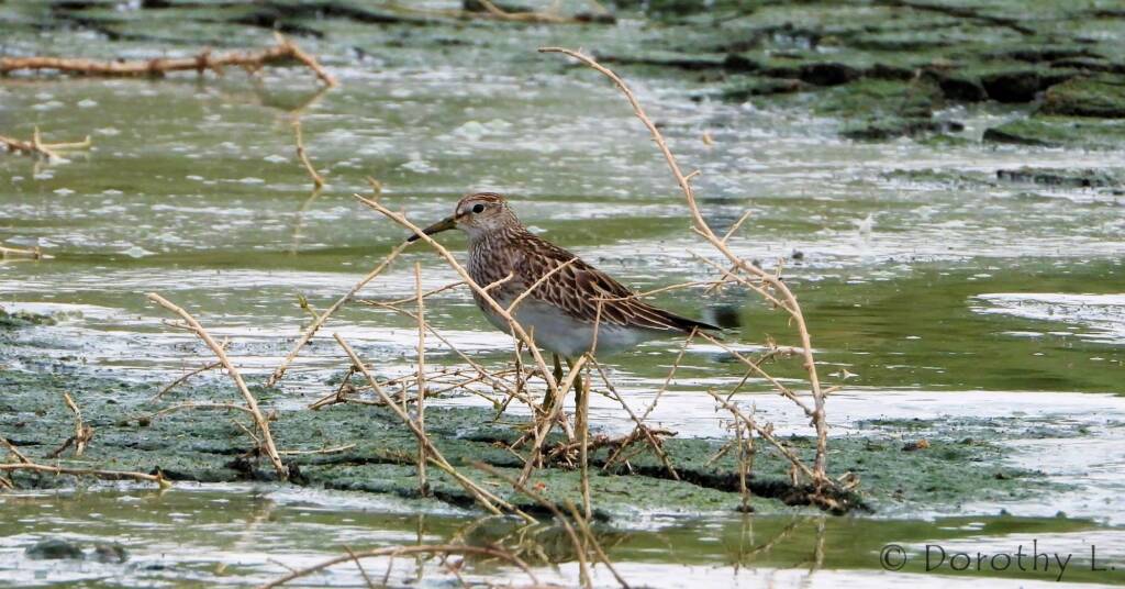 Pectoral Sandpiper (Calidris melanotos)