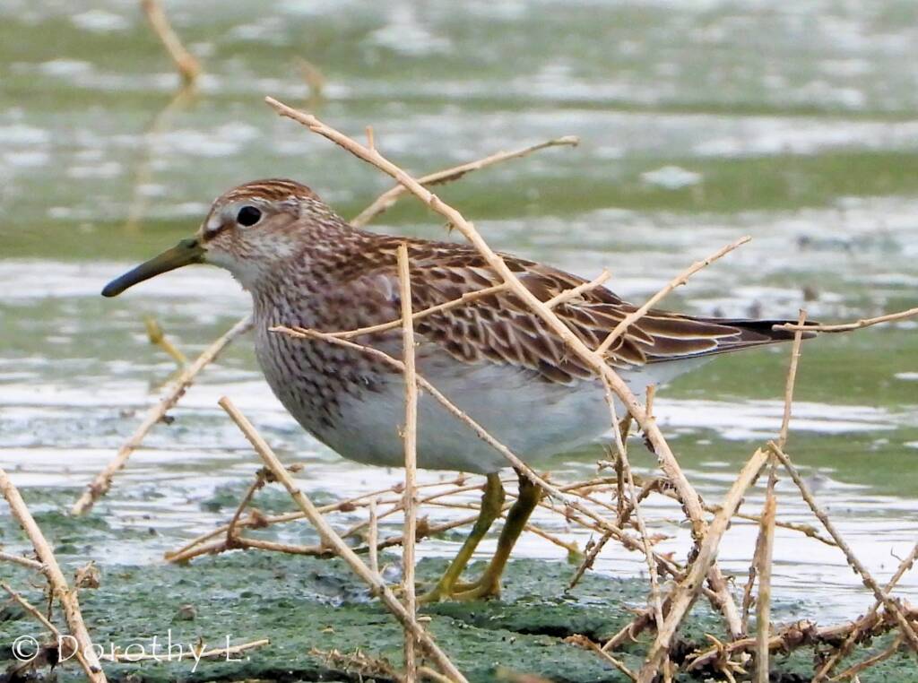 Pectoral Sandpiper (Calidris melanotos)