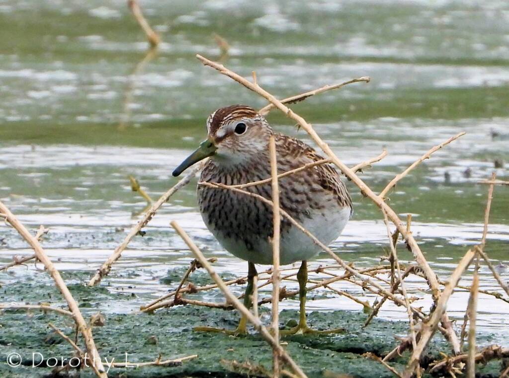 Pectoral Sandpiper (Calidris melanotos)