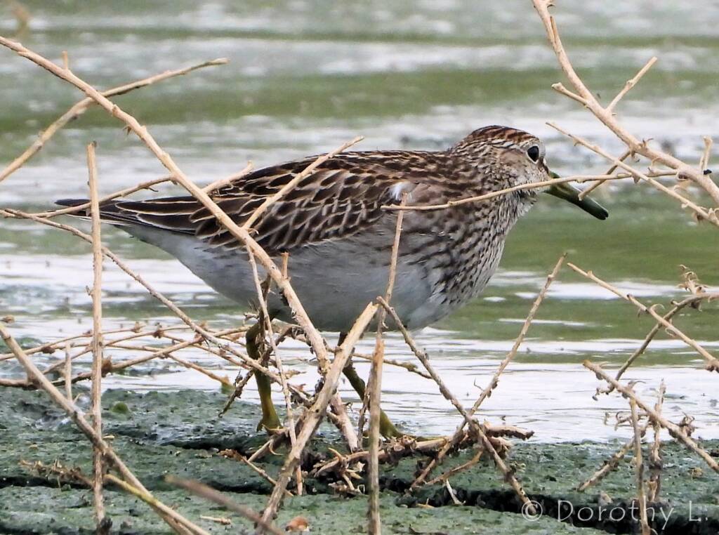 Pectoral Sandpiper (Calidris melanotos)