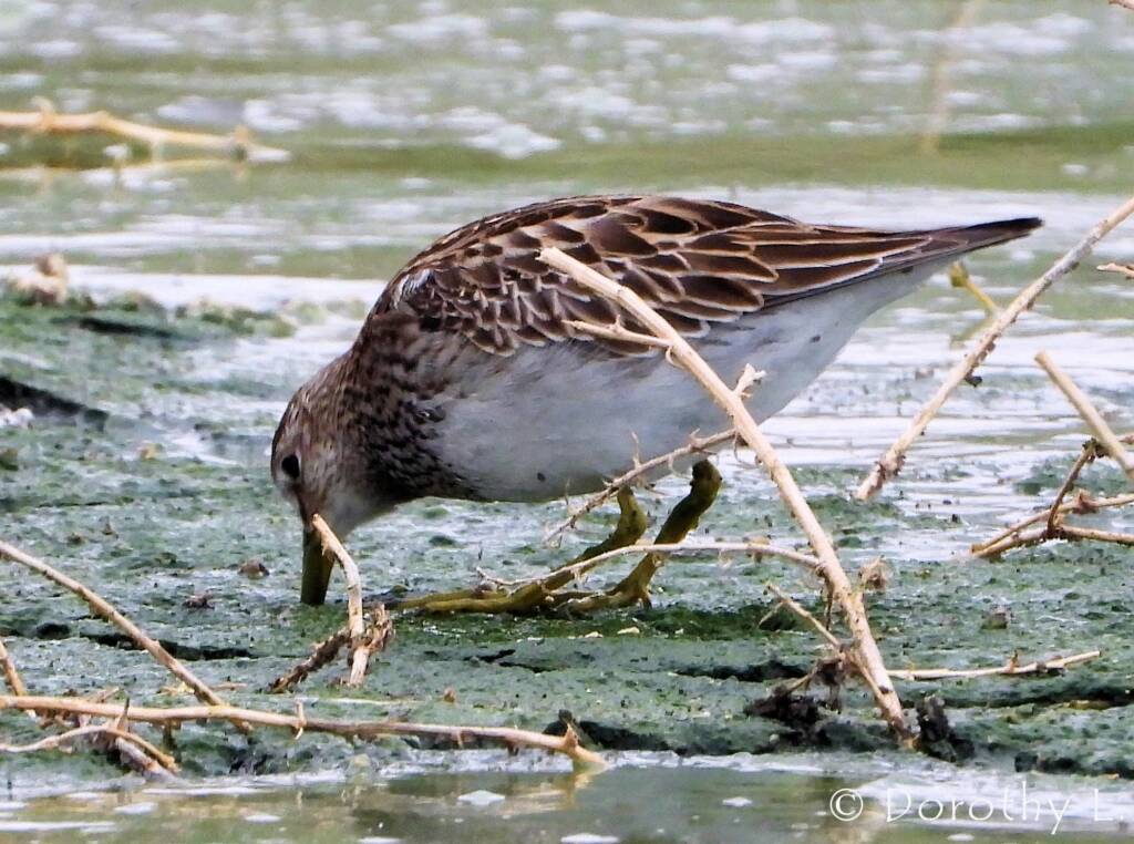 Pectoral Sandpiper (Calidris melanotos)