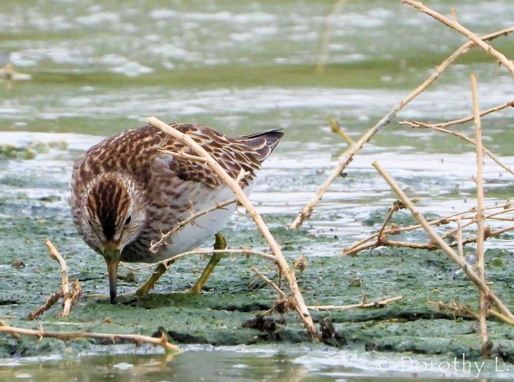 Pectoral Sandpiper (Calidris melanotos)