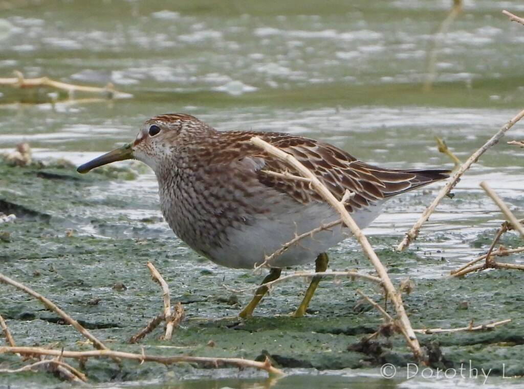 Pectoral Sandpiper (Calidris melanotos)