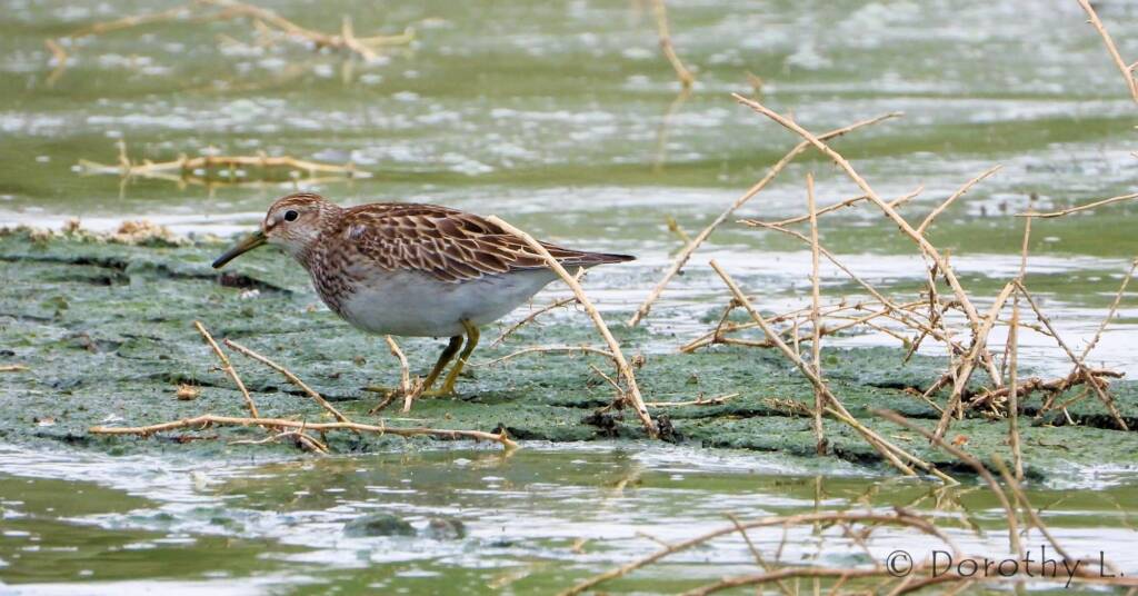 Pectoral Sandpiper (Calidris melanotos)