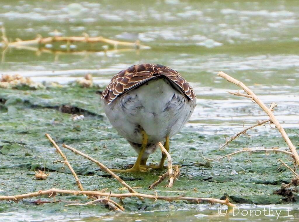 Pectoral Sandpiper (Calidris melanotos)