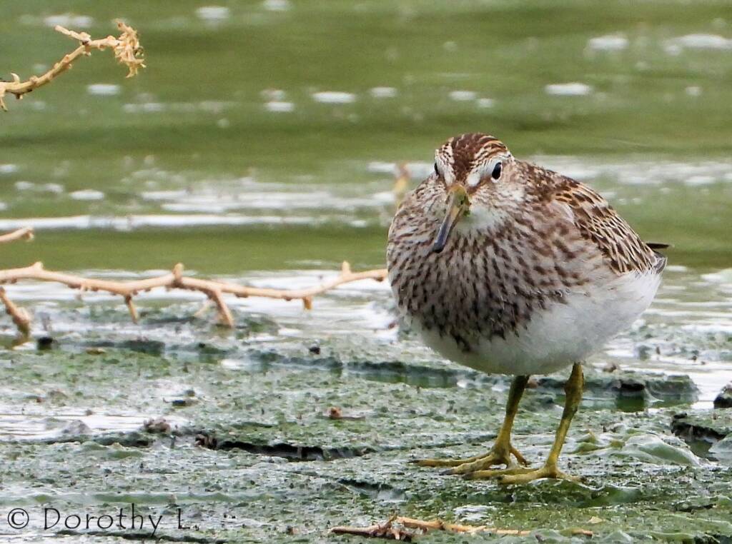 Pectoral Sandpiper (Calidris melanotos)