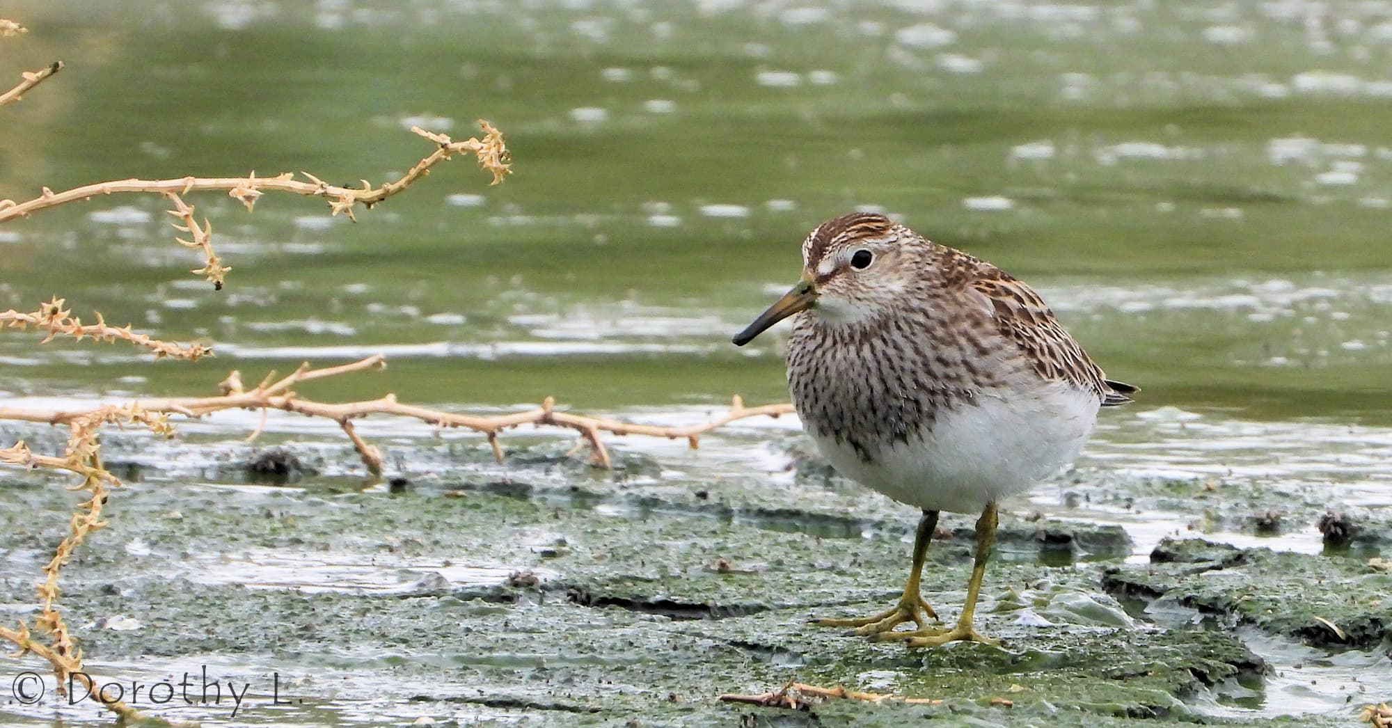 Pectoral Sandpiper (Calidris melanotos)