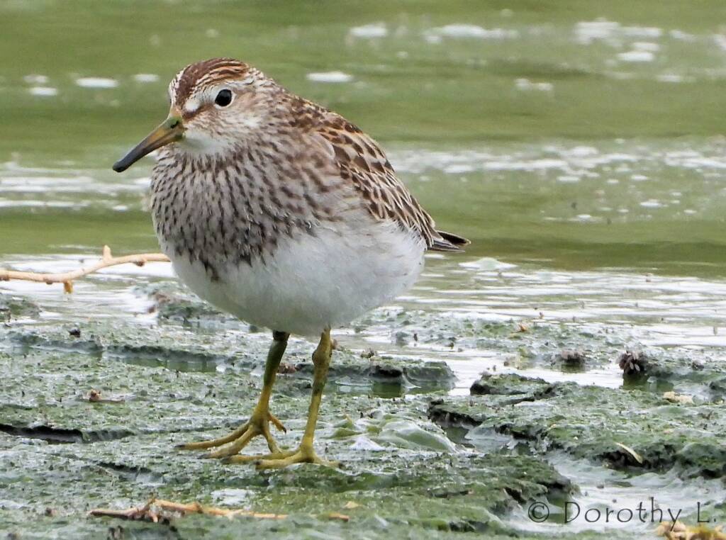 Pectoral Sandpiper (Calidris melanotos)