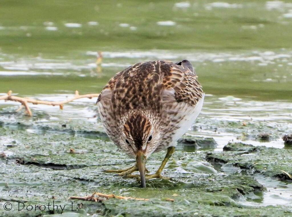 Pectoral Sandpiper (Calidris melanotos)