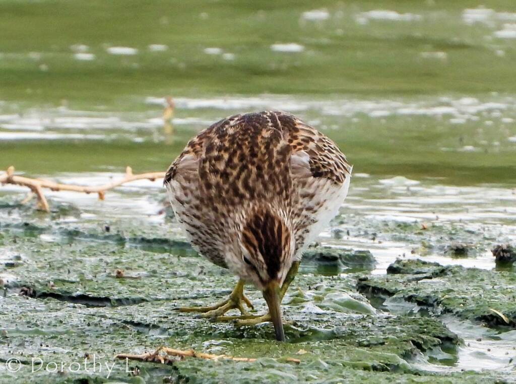 Pectoral Sandpiper (Calidris melanotos)